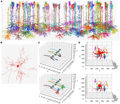 Efficient simulation of neural development using shared memory parallelization